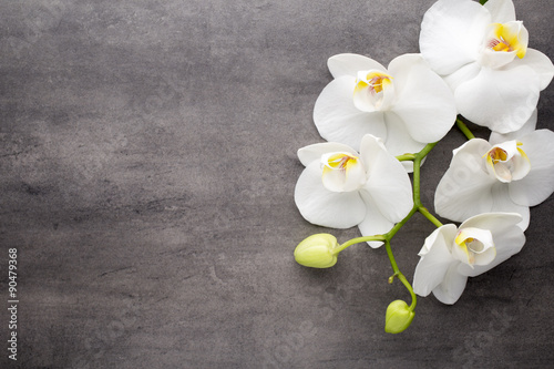 Dekoracja na wymiar  biala-orchidea-na-szarym-tle