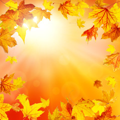 Wall Mural - autumn nature background