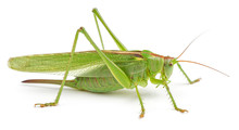 Green Grasshopper Isolated On White
