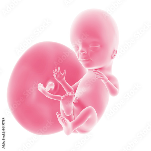 Fotografia, Obraz illustration of the fetal development - week 15