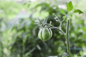 breeding  plum tomatoes growing on vine in garden in. natural