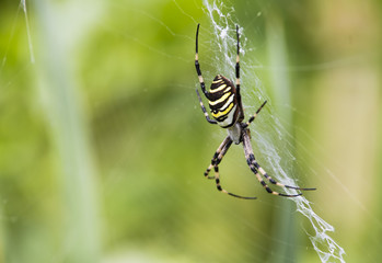 Black and yellow garden spider on web.