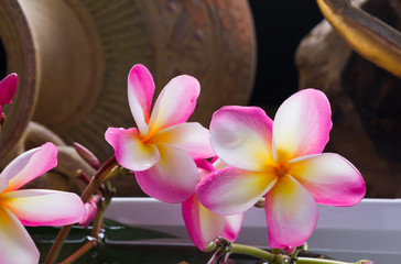 Wall Mural - beautiful charming aroma pink flower plumeria made more classic with vintage and boutique look for s