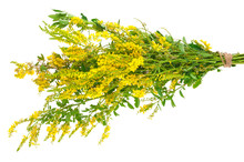 Medicinal Plant: Melilotus Officinalis (Yellow Sweet Clower)
