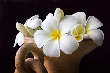 Wall Mural - isolate classic gallery style of beautiful charming white flower plumeria in old baked clay vase on 