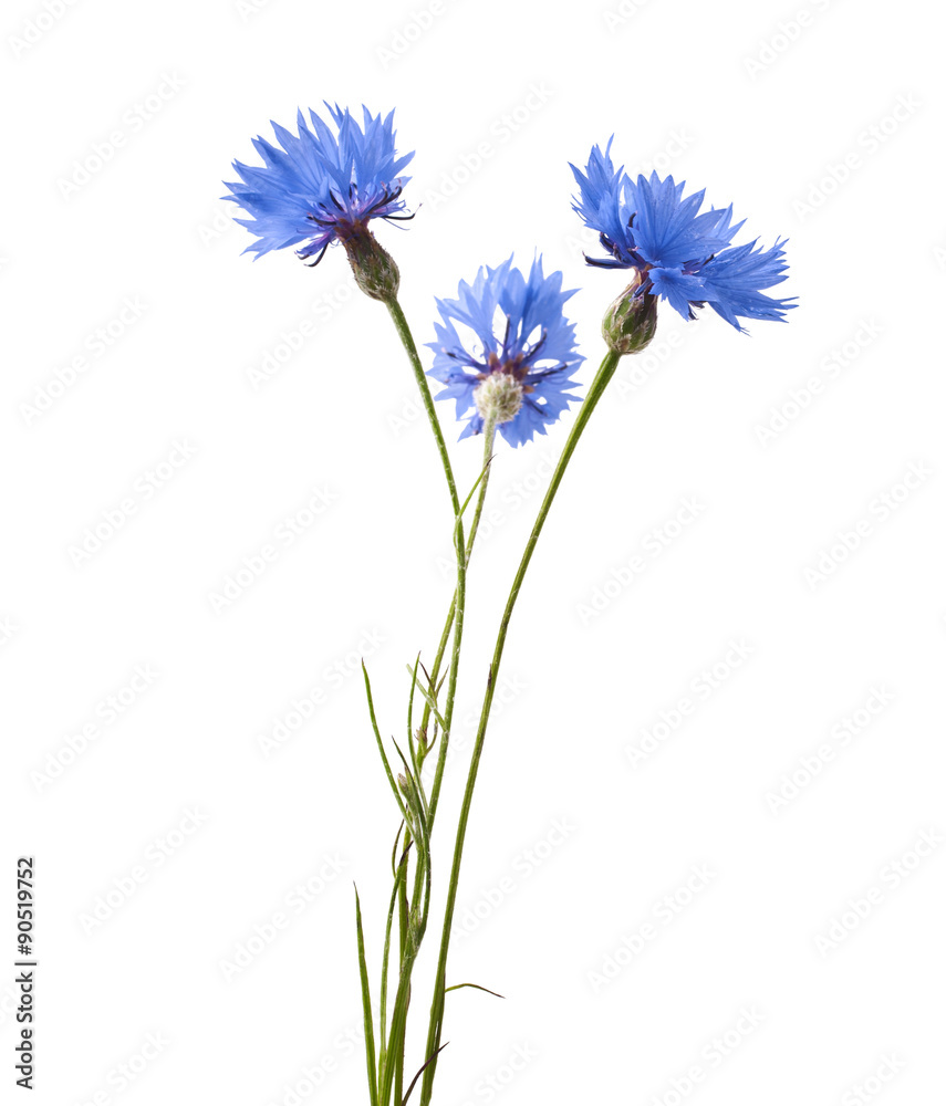 Blue Cornflower - Centaurea on a white background - obrazy, fototapety, plakaty 