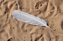 White Bird Feather On A Sand