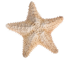 Beige Starfish Isolated On White