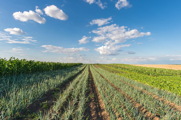 Wall Mural -  Onion field