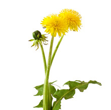 Flowers And A Bud Of Dandelion (Taraxacum Officinale), Isolated On White Background