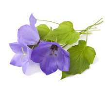 Purple Flowers Bellflowers On White Background . Campanula