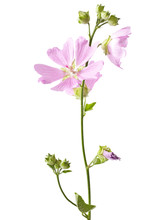 Pink Malva Flower Isolated On White Background