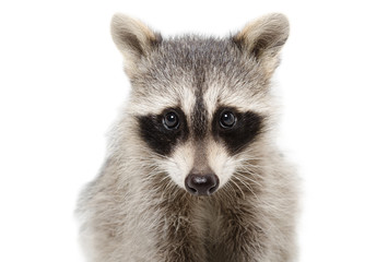 Wall Mural - portrait of a raccoon closeup isolated on white background