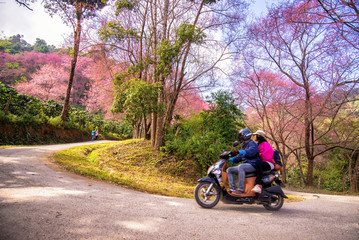 Sticker - curve of Pink Cherry blossom (Wild Himalayan cherry) at Khun Cha