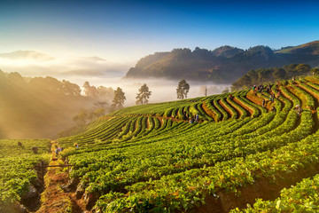 Wall Mural - sunrise at strawberry field at doi angkang