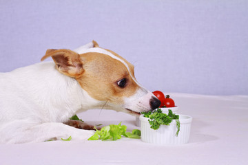 Jack Russell terrier eating salad, veganism. Vegetarian, vegan dog