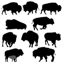 Set Of American Bison Silhouettes- Vector Image