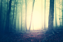 Creepy Yellow Green Saturated Vintage Foggy Forest Trees Landscape. Color Filter And Vintage Filter Effect Used.