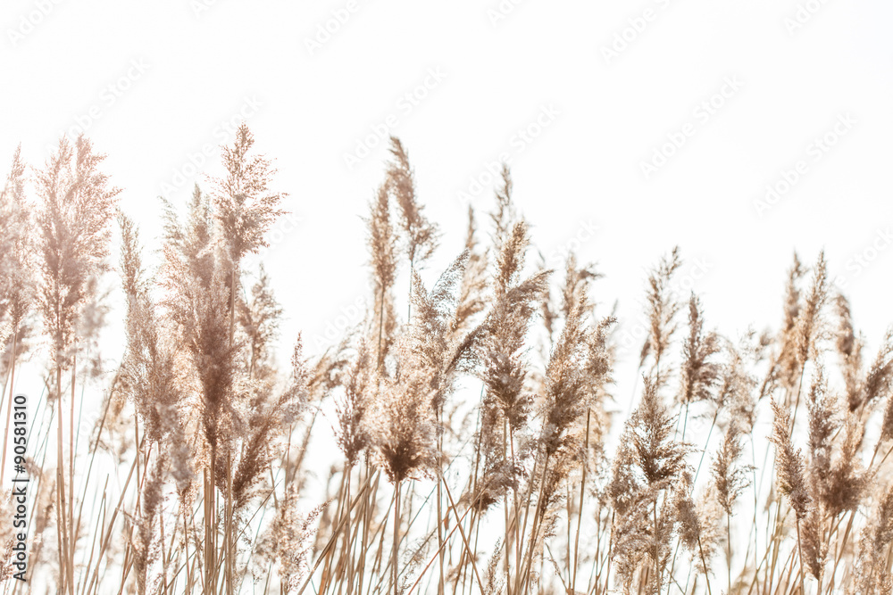 Seedy reed stalks - obrazy, fototapety, plakaty 