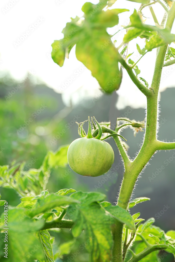 Green tomatoes growing on branches