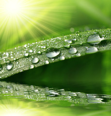  Fresh green grass with water drops closeup. Nature Background