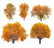 © vencav - Great collection of autumn trees isolated on white background