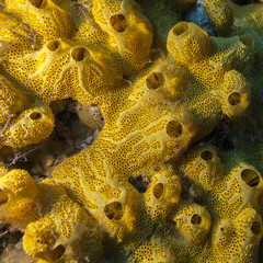 Wall Mural - Yellow sponge on bottom of tropical seaa, underwater