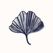 Ginkgo biloba leaf, vector illustration
