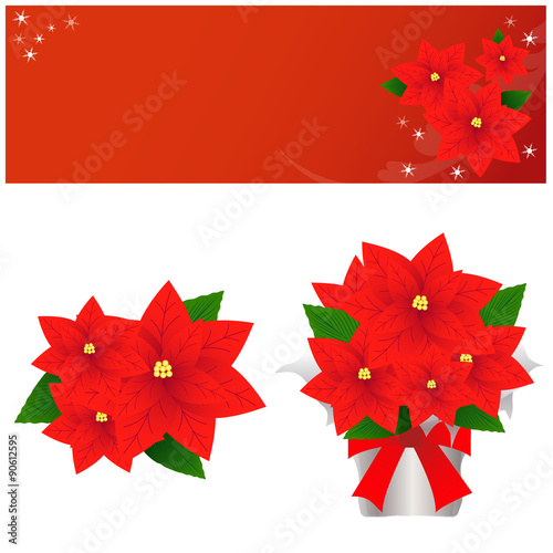 ポインセチア クリスマス 冬 花 Flower Stock イラスト Adobe Stock