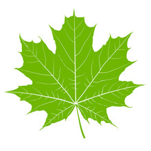Green Maple Leaf. Isolated Vector