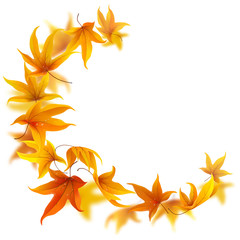 Wall Mural - autumn maple leaves falling and spinning on white background