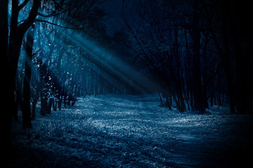 night forest