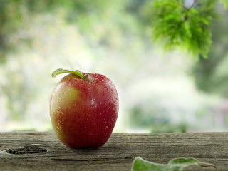 Wall Mural - single apple
