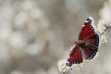 Camberwell Beauty (Nymphalis Antiopa) Butterfly Is Also Called The Mourning Cloak