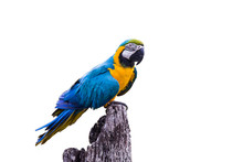 Blue Gold Macaw Parrot On White Background