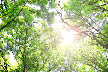 Poster - Beautiful trees in forest with sunlight