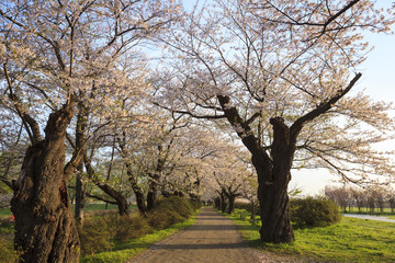 Canvas Print - Cherry blossoms bloom path of Kitakami Tenshochi, Iwate, Japan