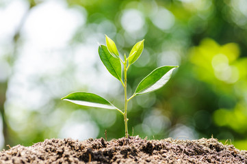 Young plant growing on soil