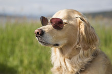 Golden Retriever With Sunglasses
