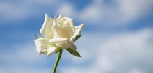 White Rose Flower On Blurred Of Clouds And Blue Sky Background.