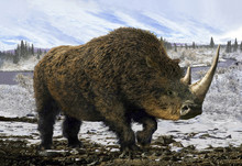 Woolly Rhinoceros/Collage Representative Of The Pleistocene - Woolly Rhinoceros In The Background Of The Winter Tundra.