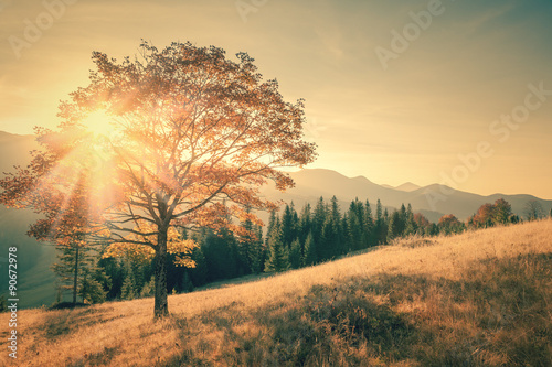Plakat Jesieni drzewa i sunbeam dnia ciepły krajobraz tonujący w roczniku