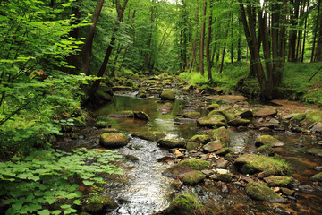 river in the spring forest