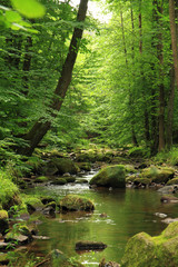 Poster - river in the spring forest