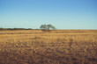 steppe Don (Russia) and solitary tree