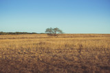 steppe Don (Russia) and solitary tree