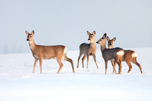 Roe Deer Group In Winter In A Sunny Day.