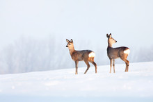 Deer In Winter In A Sunny Day.