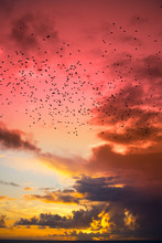 Flocks Of Starlings Flying Into A Red Yellow Sunset Sky