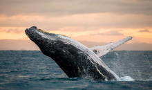 Jumping Humpback Whale Over Water. Madagascar. At Sunset. Waters Of The Island Of St. Mary.